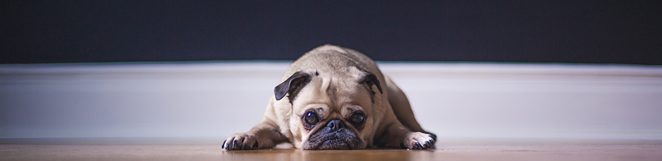 Cream coloured French bulldog puppy laying on wooden floor looking at the camera